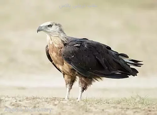 عقاب دریایی پالاس